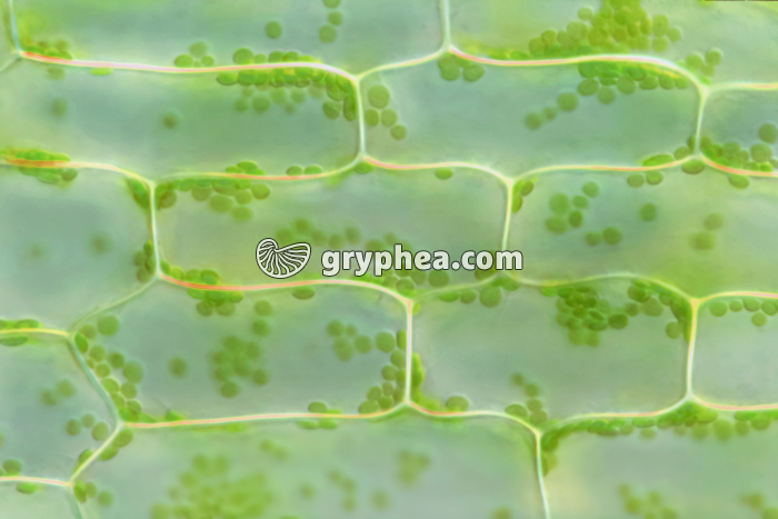 Elodée - cellules chlorophylliennes (feuille) x70 - gryphea.com